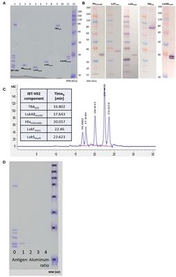 IBT-V02: A Multicomponent Toxoid Vaccine Protects Against Primary and Secondary Skin Infections Caused by Staphylococcus aureus